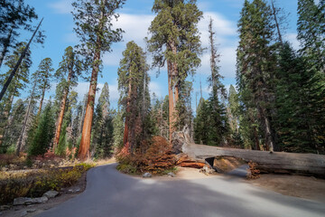 Wall Mural - Log tunnel in a fallen tree in Sequoia National Park, USA