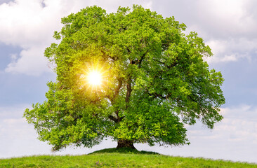 Wall Mural - single big tree on the top of an hill at springtime