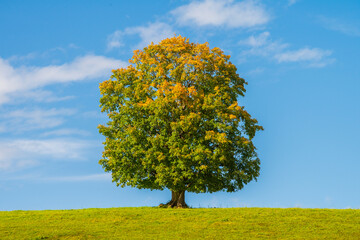 Wall Mural - single big tree on the top of an hill at autumn