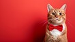 A cat wearing a bow tie cute pet animal background