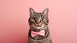 A cat wearing a bow tie cute pet animal background
