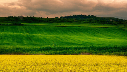 Sticker - green field at sunset