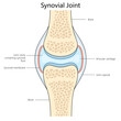 Human synovial joint structure diagram hand drawn schematic raster illustration. Medical science educational illustration