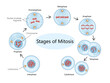 process of mitosis, showcasing each phase from interphase to cytokinesis diagram hand drawn schematic raster illustration. Medical science educational illustration