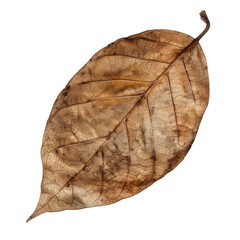 Wall Mural - Isolated single leaf on a transparent or white background with PNG cutout and clipping path