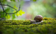 Big Roman snail (Helix pomatia) crawling on the moss in the rainy forest. Shallow depth of field.