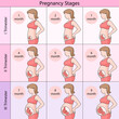 guide month-by-month stages of pregnancy, divided into trimesters, showing fetal development and maternal body changes diagram schematic raster illustration. Medical science educational illustration