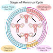 Human diagram detailing the menstrual cycle phases, including follicular phase, ovulation, and luteal phase structure diagram schematic raster illustration. Medical science educational illustration