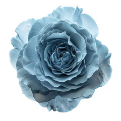 Wall Mural - single petal blue rose flower isolated on transparent or white backgroud png cutout clipping path