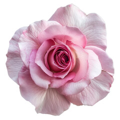 Wall Mural - single petal pink rose flower isolated on transparent or white backgroud png cutout clipping path