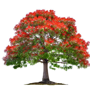 Realistic ashoka tree
