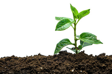 Young green plant growing out of dark brown soil on transparent background, png, cut out, cutout, cut-out