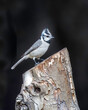 A Bridled Titmouse in Arizona