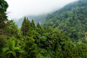 Wall Mural - Beautiful Lush scenery forest view