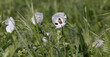 Oriental white poppy (Papaver orientale) in close-up. In middle there is dark burgundy center. Beautiful flower growing in meadow. Multi-colored opium poppies in meadow. Red, yellow and white poppies