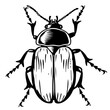 Beetle Trichodes