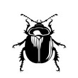 Beetle Trichodes