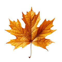 Wall Mural - maple leaf isolated on transparent background