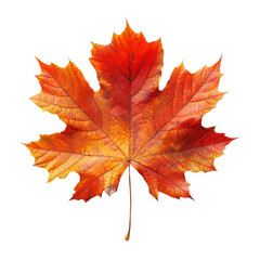 Wall Mural - maple leaf isolated on transparent background