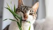 portrait of cat eats grass Generative AI	 