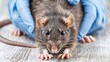 rat on a veterinarian hand Generative AI