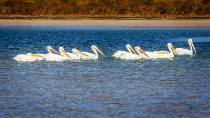 Wall Mural - Pod of pelicans