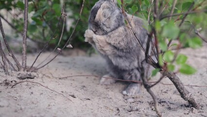 Wall Mural - Slow motion of wild rabbit digging in sand, reclines on hot summer day.