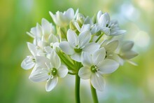 White Ornithogalum Umbellatum Flower In Nature - Spring Bloom Of Green Flora