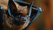 Close-up Portrait of a Brown Bat Showcasing Its Unique Facial Features and Wing Structure