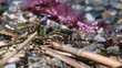 frog among the seaweed on the beach