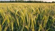 field of green wheat, agricultural