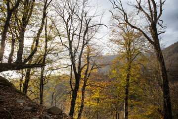 Wall Mural - Landscape with beautiful fog in forest on hill or Trail through a mysterious winter forest with autumn leaves on the ground. Road through a winter forest. Magical atmosphere. Azerbaijan nature