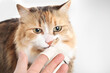 Cat with medication on pet owner finger protected with finger cot. Curious kitty cat sniffing gel prescription on finger. Administering  oral medication or transdermal drugs to pets. Selective focus.