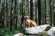 Dog in forest on a rock. Cute dog with with bear bell, remote collar or gps tracking collar. Intense and focused body language.  Female Harrier mix. Selective focus. North Vancouver, BC, Canada.