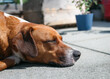 Dog sleeping on patio on sunny day. Relaxed puppy dog with head resting on concrete tiles. Idyllic and peaceful resting. Sun burn or heat stroke. Female Harrier mix dog, short hair. Selective focus.