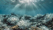 Sunlight streams over a bleached coral reef underwater.