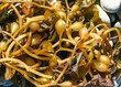 Brown algae Macrocystis pyrifera washed ashore during a storm, Santa Catalina Island, California