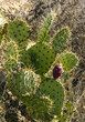 Red juicy fruit with seeds on the Opuntia cactus of the mountains on Catalina Island in the Pacific, California