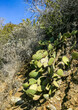 Opuntia cacti on the slopes of the mountains on Catalina Island in the Pacific, California