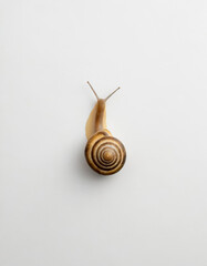 snail on a light background