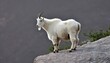 A mountain goat perched on a rocky outcrop upscaled 9