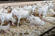 sheep farm for milk and cheese production