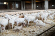 sheep farm for milk and cheese production