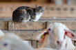 cat in sheep farm for milk and cheese production