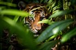 tiger peeking through jungle foliage