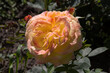 Beautiful bright yellow rose in the spring garden. Large yellow tea rose flowers as background for floral design cards