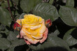 Beautiful bright yellow rose in the spring garden. Large yellow tea rose flowers as background for floral design cards