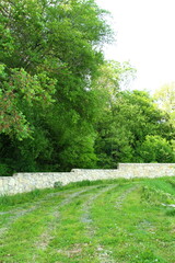 Wall Mural - A tree with green leaves