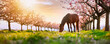 beautiful horse grazing on a green meadow surrounded by blooming peach trees at sunset.