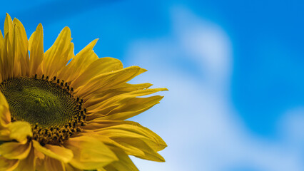 sunflower on blue background